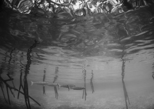 A grayscale shot of underwater life with fish swimming in line