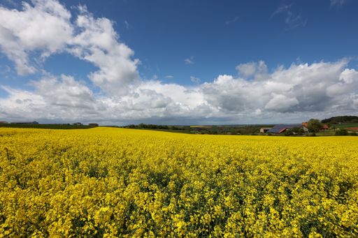 A closeup shot of a rapeseed yellow field on a clear sunny day.