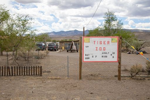Sabre Foundation is an example of a roadside zoo, where domesticated tigers are kept in small confined cages and put on display for paying visitors.