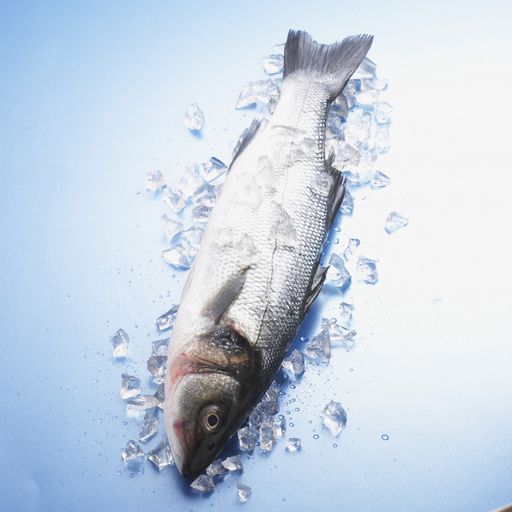 A whole raw fish surrounded by ice cubes on a blue background
