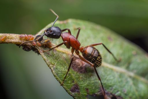 A macro shot of an ant on a green leaf