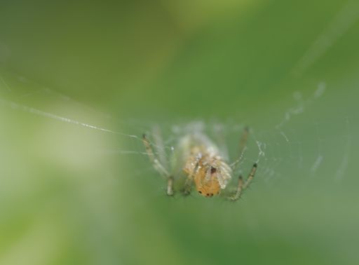 A macro shot of a spider on its web against a blurry green background