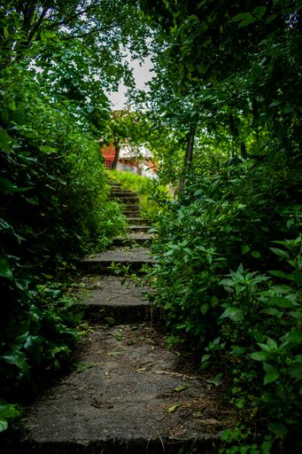 A natural view of a pathway leading in a rural house with thick vegetation on both sides