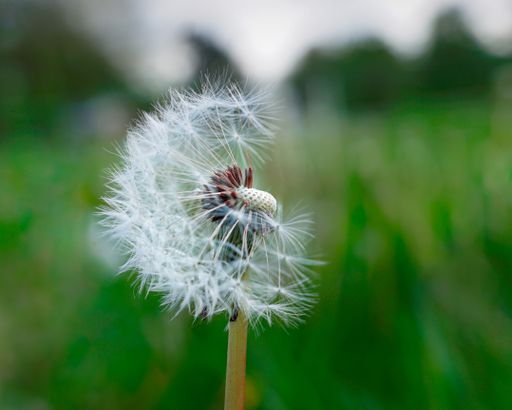 A selective focus shot of a half-blown dandelion in the middle of a grass-covered meadow