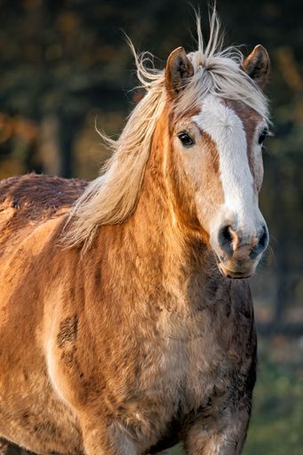 A majestic brown and white horse standing in a lush green field surrounded by trees and mountains.