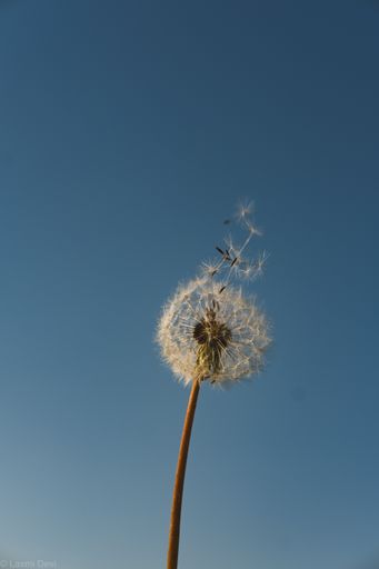 A vertical shot of dandelion seed blown by the wind against a blue sky