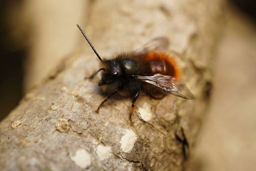 Detailed closeup on a colorful red hairy male of the European horned orchard mason bee, Osmia cornuta sitting on a branch