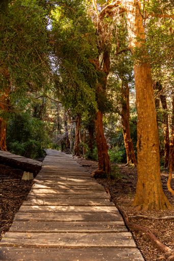 A vertical shot of a wooden trail through a forest in Argentina