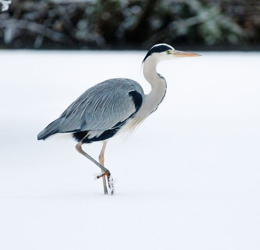 A majestic Heron bird strides through a winter wonderland, with a quaint house in the background