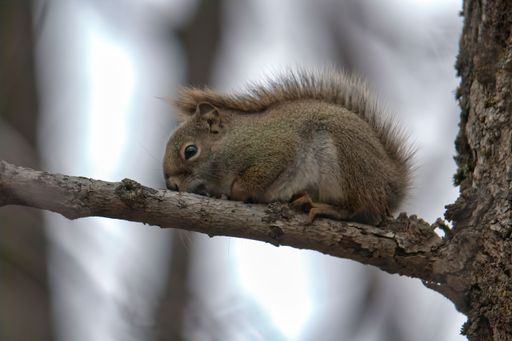 A closeup of a grey squirrel perched on a tree branch