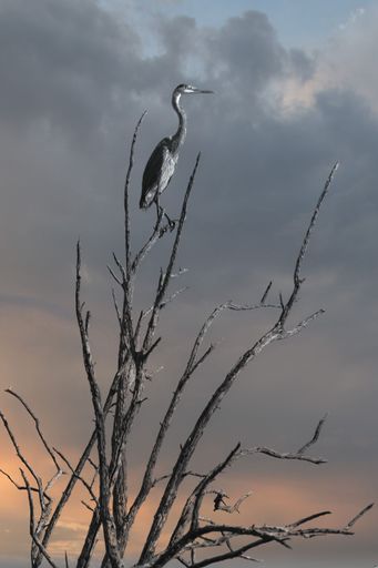 Vertical shot of a majestic Great Blue Heron perched atop a dead tree against a cloudy sky