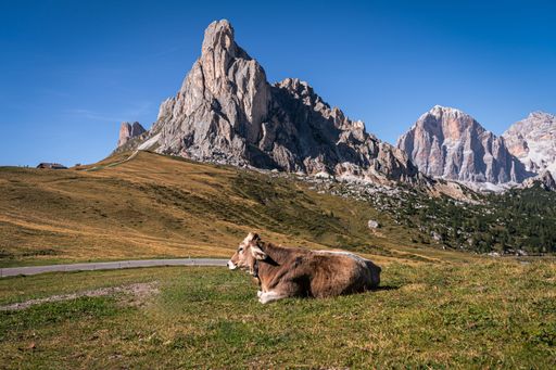 A brown cow grazing in the Gardena Pass of the Dolomites Mountains in South Tyrol, Italy