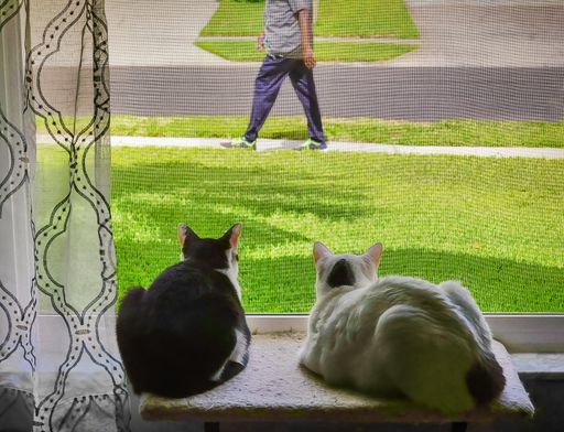A back view of two curious cats sitting on a window sill and looking at someone walking outside