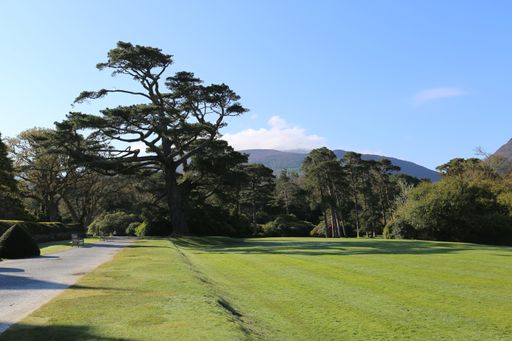 A beautiful view of the long narrow road leading to the high green trees