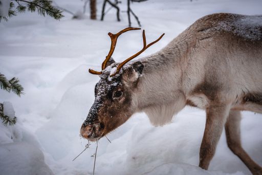 A closeup shot of a beautiful deer on the snowy ground in the forest in winter