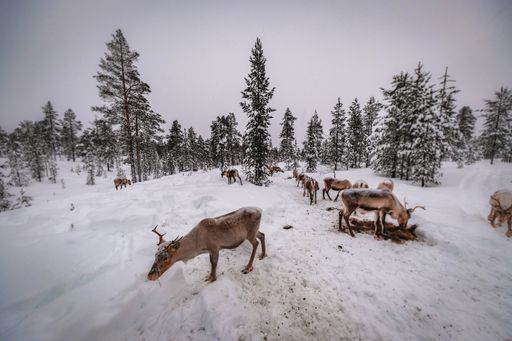 A group of deer in the forest covered with snow in winter