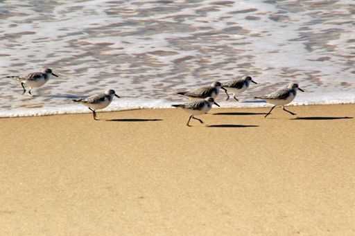 A flock of sandpipers is running along the shoreline of a beach, their small wings flapping as they explore the wet sand