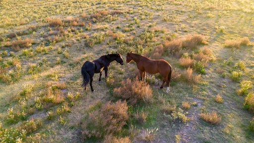 An aerial shot of a pair of horses in an open field at sunset