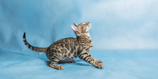 Cheerful young Bengal kitten crouched low to jump up on a blue background. Sits sideways to the camera.