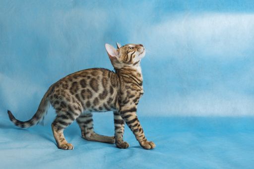 Cheerful young bengal kitten preparing to jump up on a blue background