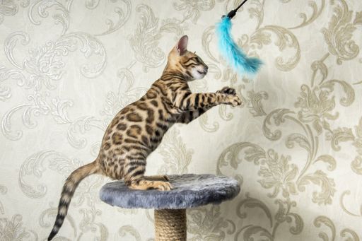A cheerful playful Bengali sits on a round fluffy curbstone and plays with a blue fluffy toy. Beige background.