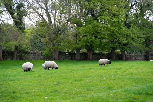 A group of sheep grazing on a meadow