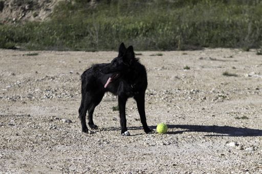A Border Collie black dog playing with a tennis ball and jumping in the forest