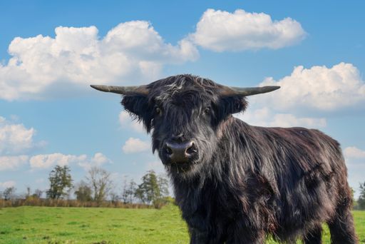 A closeup shot of a black highland cattle in a green meadow on a sunny day
