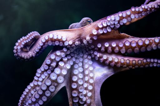 A closeup shot of an octopus displaying its tentacles