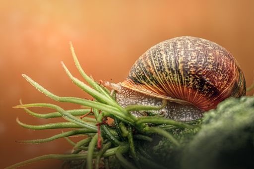 A macro shot of a snail crawling slowly on the moss-covered ground in a forest