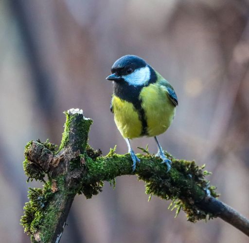 A great tit (Parus major) perched on a mossy tree branch, looking off into the distance