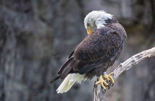 A closeup of a bald eagle perched on a tree branch