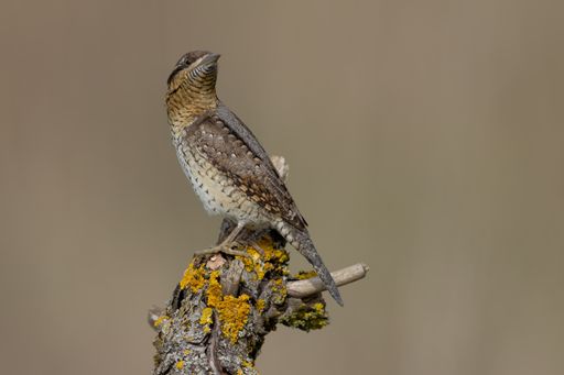 A selective focus shot of an exotic bird sitting on the trunk of a tree on a field