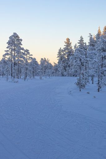 A ski center outside the town of Ludvika in Sweden, where you can go cross-country skiing and there are also trails for dog sledding