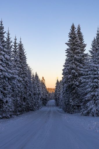 A ski center outside the town of Ludvika in Sweden, where you can go cross-country skiing and there are also trails for dog sledding