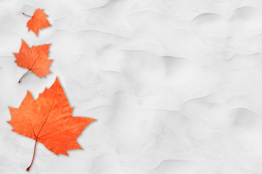 An array of autumn leaves on a white sand background