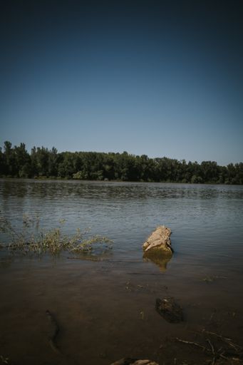 A vertical shot of lakeshore with green trees under a clear blue sky in the background