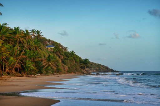 A beach covered in greenery surrounded by the sea under the sunlight and a blue sky