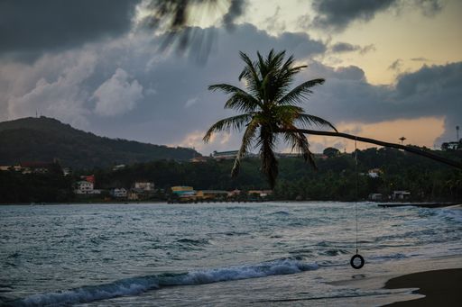 A palm tree bent towards the sea surrounded by hills under a cloudy sky in the evening