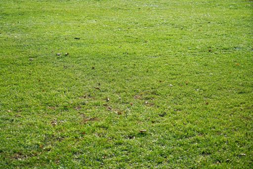 A closeup shot of a flat and empty field with green grass - perfect for background