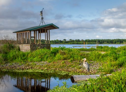 A Great Blue Heron sitting by a cottage by a lake captured in Lakeland, Florida
