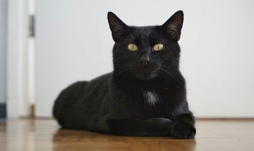 A closeup shot of a black cat lying on the floor staring at the camera