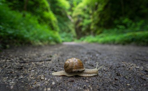 A closeup shot of a snail walking on the ground