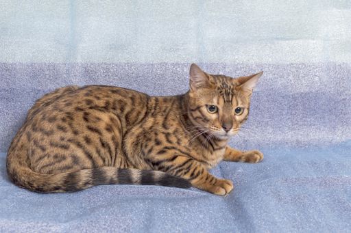 Calm young bengal cat lies down on a blue background and looks away from the camera