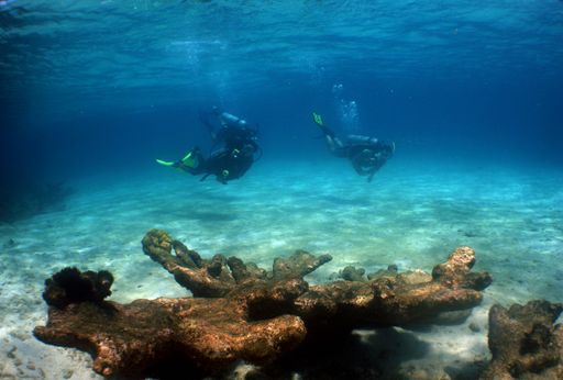 A group of scuba divers exploring the bottom of the ocean, uncovering ancient mysteries