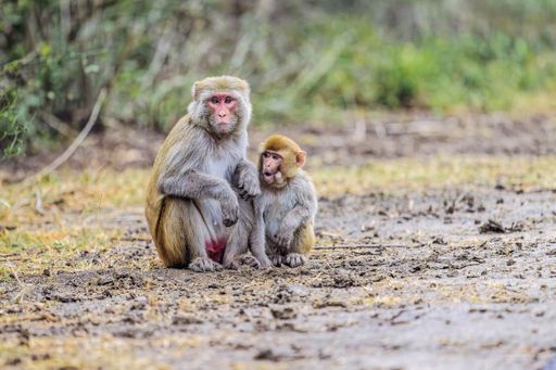 Two primates are perched side-by-side on a dirt surface, facing the same direction