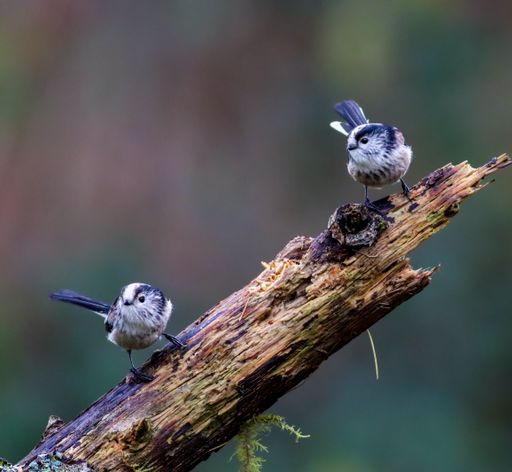 Two Long tailed tit birds perched on a tree branch situated in a natural environment of woods