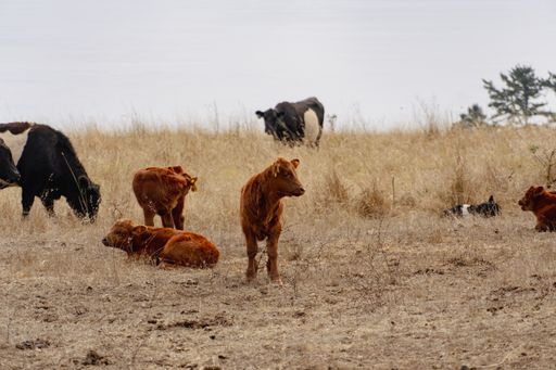 A group of cows grazing in a lush meadow surrounded by trees