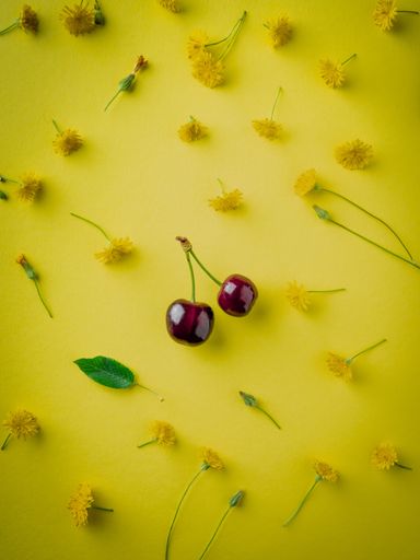 A vertical shot of fresh juicy cherries and flowers isolated on a yellow background