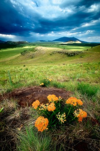 A scenic view of a vast open field with vibrant flowers. The San Francisco Peaks, Arizona